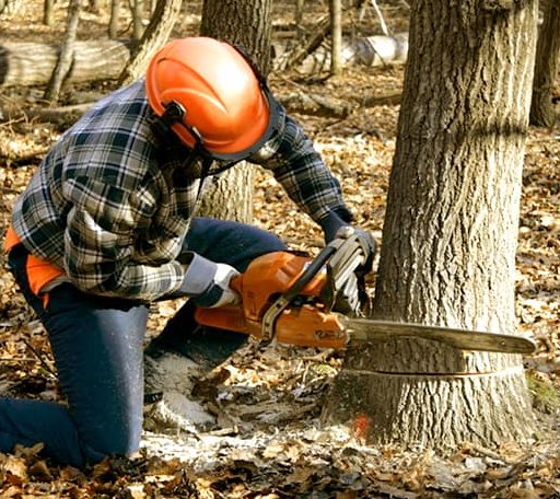 Tree Removal in Harrisville, MS